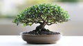 Bonsai tree in a ceramic pot on a bright surface, intricate greenery. Nature and tranquility concept Royalty Free Stock Photo
