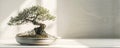 Bonsai tree in ceramic pot on white surface, minimalist indoor decor concept Royalty Free Stock Photo