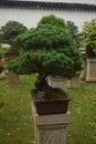 Bonsai tree china Royalty Free Stock Photo