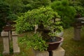 Bonsai tree china Royalty Free Stock Photo