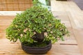 Bonsai tree - Chinese hackberry Royalty Free Stock Photo