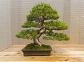 Bonsai tree - Chinese juniper.