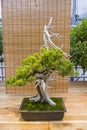 Bonsai tree - Chinese juniper.
