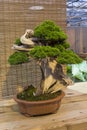 Bonsai tree - Chinese juniper.