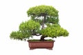 Bonsai tree of chinese juniper isolated