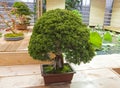 Bonsai tree - Chinese juniper.