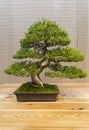 Bonsai tree - Chinese juniper.