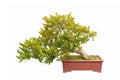 Bonsai tree of chinese littleleaf box