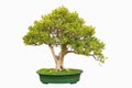 Bonsai tree of chinese littleleaf box