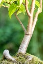 Bonsai tree