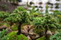 Bonsai tree closeup