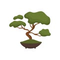 Bonsai tree color flat icon for web and mobile design. Royalty Free Stock Photo