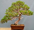 Bonsai Tree Royalty Free Stock Photo