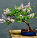 Bonsai Tree Royalty Free Stock Photo