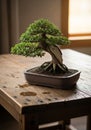 A bonsai tree with dense green foliage is placed in a rectangular ceramic pot filled Royalty Free Stock Photo