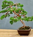 A Bonsai Tree Royalty Free Stock Photo