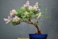 A Bonsai Tree Royalty Free Stock Photo