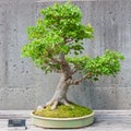 Bonsai tree on display Royalty Free Stock Photo