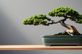 Bonsai Tree Display with Soft Background and Dramatic Silhouette Royalty Free Stock Photo