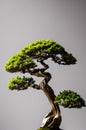 Bonsai Tree Display with Soft Background and Dramatic Silhouette Royalty Free Stock Photo