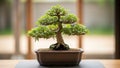 Bonsai tree is displayed in a rectangular ceramic pot placed on a wooden Royalty Free Stock Photo