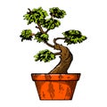 Bonsai tree engraving vector illustration