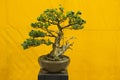 Bonsai tree at Bonsai tree exhibition at Pune.