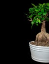 Bonsai tree in flower pot