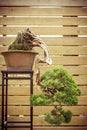 Bonsai tree in a flower pot grows downwards