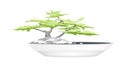 A Bonsai Tree in Flower Pot on White Background