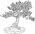 Bonsai tree