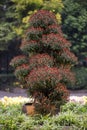 Bonsai tree with flowers in China Royalty Free Stock Photo