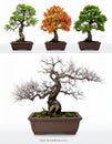 Bonsai Tree Four Seasons Life Cycle Collage Royalty Free Stock Photo
