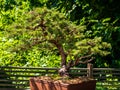 Bonsai tree in front of fence in the greenery on a sunny day in Denver Botanic Gardens, Colorado, USA. Royalty Free Stock Photo