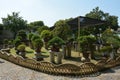 Bonsai tree in a garden. Row of bonsai trees. Royalty Free Stock Photo