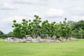 Bonsai tree in garden