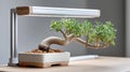 A bonsai tree with a gracefully curved trunk sits in a small, rectangular ceramic pot filled with soil