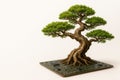 A bonsai tree that grows on a computer board. Space for text. Royalty Free Stock Photo