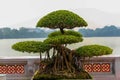 Bonsai tree in Hanoi, Vietnam Royalty Free Stock Photo