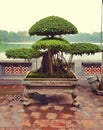Bonsai tree by Hoan Kiem Lake Royalty Free Stock Photo
