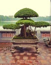 Bonsai tree by Hoan Kiem Lake