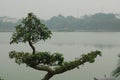 Bonsai tree at Hoan Kiem lake, Hanoi Royalty Free Stock Photo