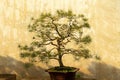 Bonsai tree in China Royalty Free Stock Photo
