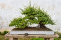 Bonsai tree in the Humble Administrator's Garden in Suzhou Royalty Free Stock Photo