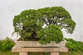 Bonsai tree in the Humble Administrator's Garden in Suzhou Royalty Free Stock Photo