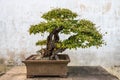 Bonsai tree in the Humble Administrator's Garden in Suzhou Royalty Free Stock Photo