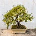 Bonsai tree in the Humble Administrator's Garden in Suzhou Royalty Free Stock Photo