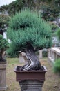 A bonsai tree in the Humble Administrator`s Garden Suzhou Royalty Free Stock Photo