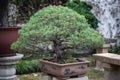 A bonsai tree in the Humble Administrator`s Garden Suzhou Royalty Free Stock Photo