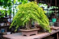bonsai tree with identification tag Royalty Free Stock Photo
